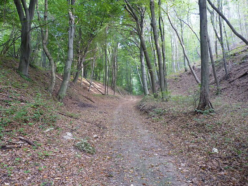 File:Forest road near Piliscsaba.JPG