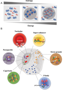 Formation and examples of membraneless organelles Formation and examples of membraneless organelles.png