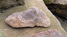 Ein 8 cm großes Muschelfossil in einem Felsen am Fossil Beach, Sedbury, Gloucestershire.