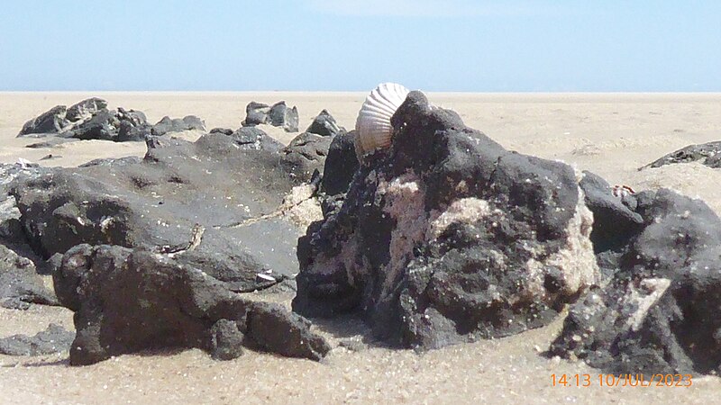 File:Fossiles Watt (bodennah, Wangerooge).jpg
