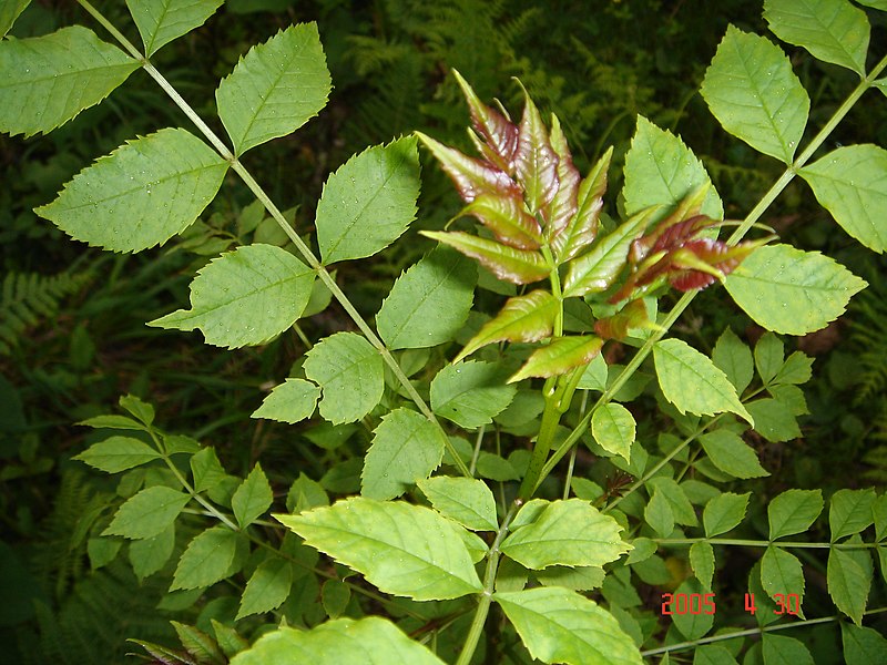 File:Fraxinus excelsior.JPG