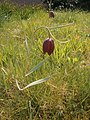 Fritillaria pyrenaica