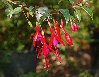 Die Fuchsien (Fuchsia) sind ei