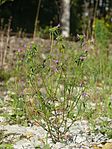 Galeopsis angustifolia 150810.jpg