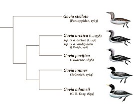 Кладограмма современных представителей рода Gavia