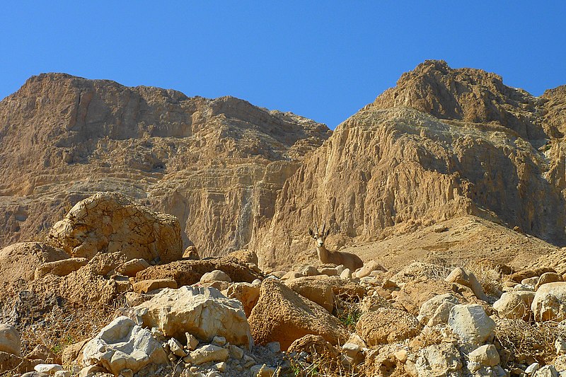 File:Gazelle - panoramio.jpg