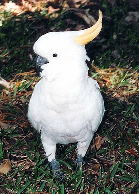 Cacatua