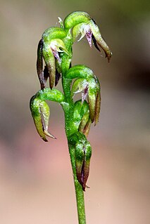 <i>Genoplesium despectans</i> Species of orchid