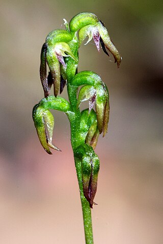 <i>Genoplesium despectans</i> Species of orchid