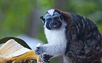 Geoffroy's Tamarin (Saguinus geoffroyi) 2.jpg