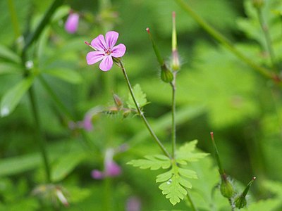 Bodziszek cuchnący (Geranium robertianum), las, 2022-06-20