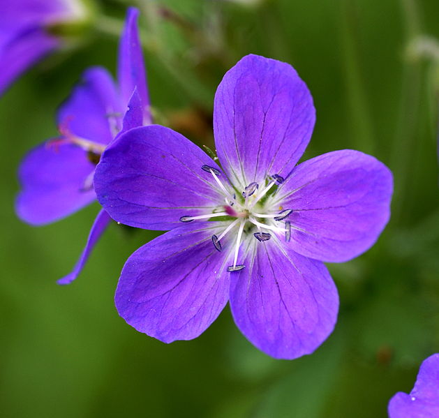 File:Geranium sylvaticum L. (9058502934).jpg