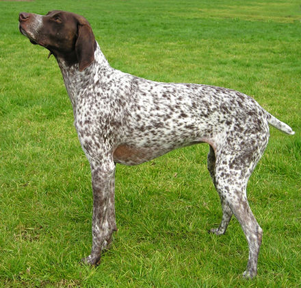 german wirehaired pointer liver