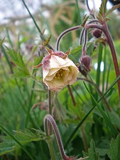 Hybrid Geum rivale × Geum urbanum