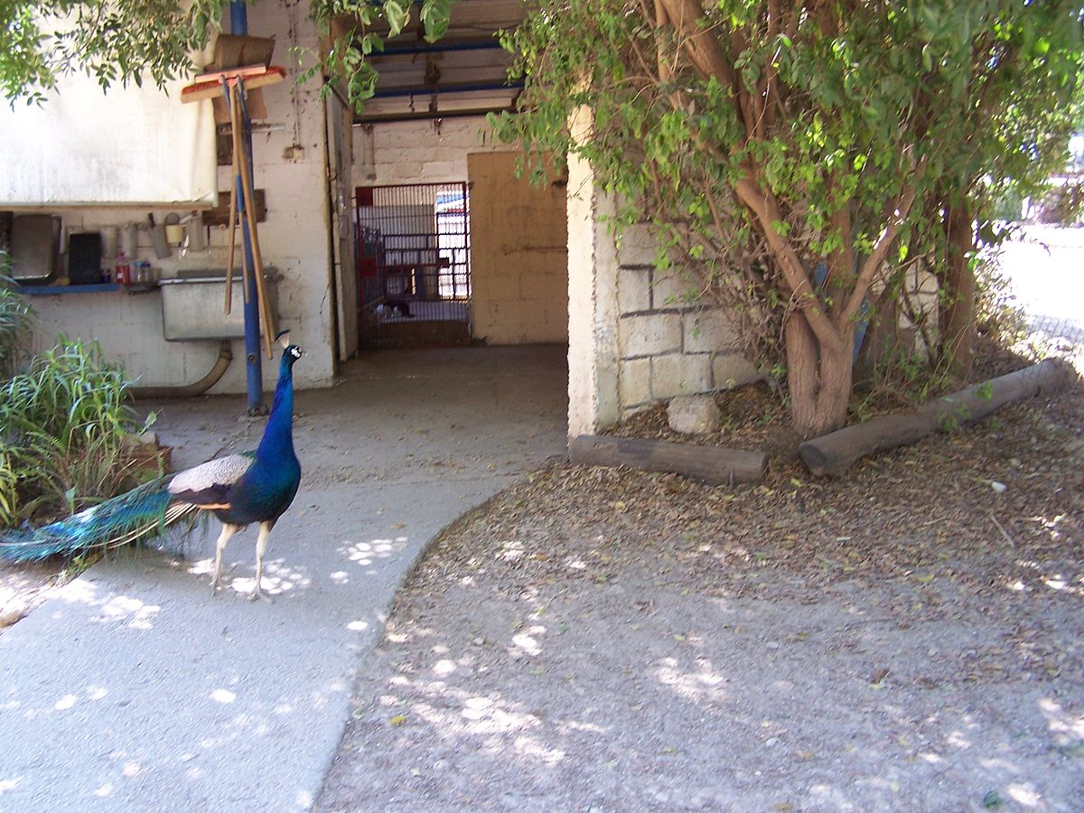 File:Ghi, pettingzoo (escaped peacock meets school pecock!)3.jpg -  Wikimedia Commons