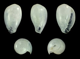 Gibberula sueziensis