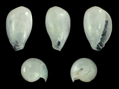 Gibberula sueziensis