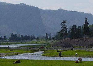 Greater Yellowstone Ecosystem Wikipedia