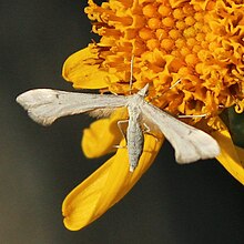 Gillmeria albertae pada Arnica di Banff National Park.jpg