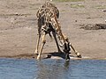 trinkende Giraffe im Etosha Nationalpark