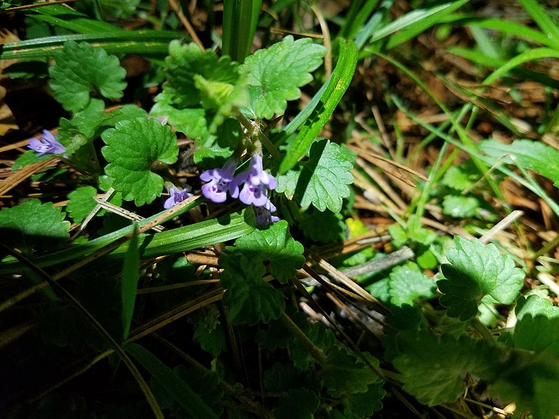 File:Glechoma hederacea 184327454.jpg