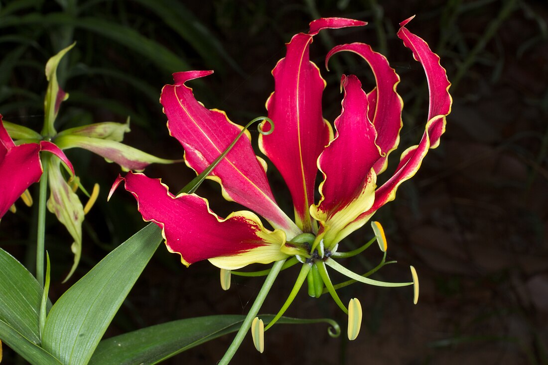 Gloriosa superba