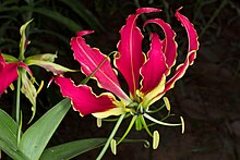 Every part of the plant is poisonous Gloriosa superba 1.jpg