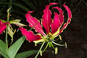 Gloriosa superba 1.jpg