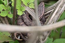 A mamushi lurking in a bush a little above ground-level, waiting to ambush passing prey Gloydius blomhoffii.jpg
