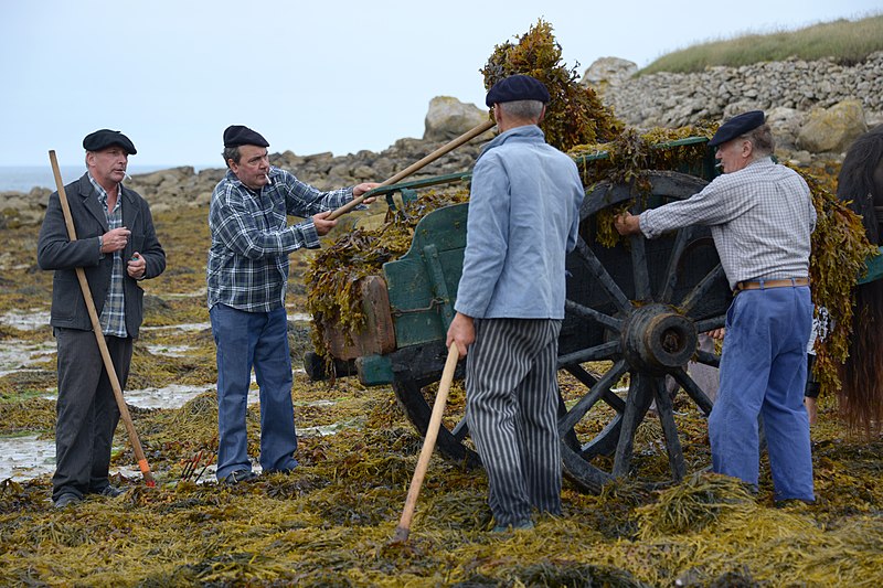 File:Goémonier de Plouguerneau 30-08-2015-112.jpg