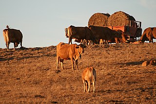 List of Portuguese cattle breeds