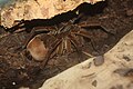 Goliath Bird-eating Tarantula