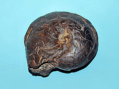 Fossilized shell of the Late Devonian-Late Triassic ammonoid cephalopod Goniatites Goniatitidae - Goniatites species.JPG