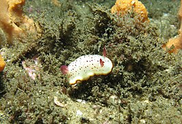 Goniobranchus daphne