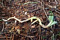 Goodyera repens