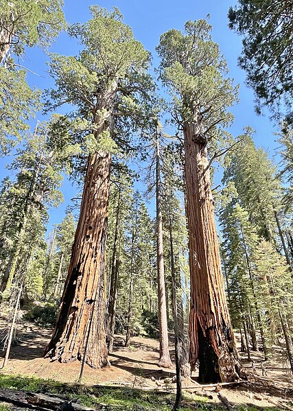 File:Gothic Arch aka Alta Twin Sequoia Trees (distance) in Sequoia National Park (July 2023).jpg