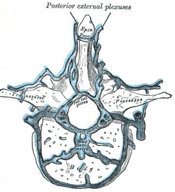 Plexus veineux vertébraux externes