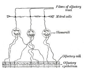 Olfaction