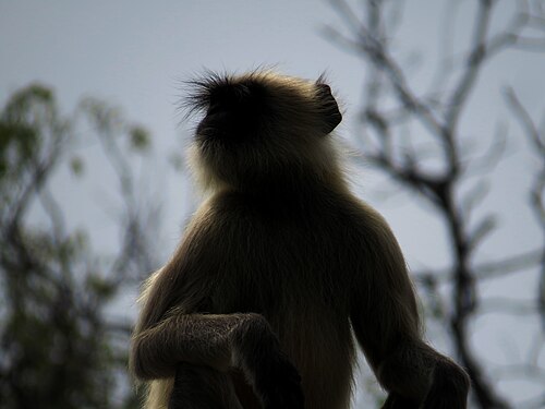 Silhouette of a Gray Langur, sitting at a height and scouting for other langurs.