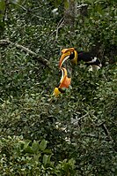A female great hornbill (above) with a male (below) in Nelliyampathy