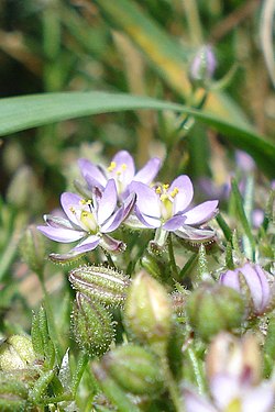 Greater Sea-Spurry (Spergularia media)