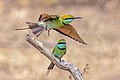 * Nomination Green bee-eaters (Merops orientalis ceylonicus) --Charlesjsharp 08:55, 28 March 2022 (UTC) * Promotion  Support Good quality --Matutinho 13:21, 28 March 2022 (UTC)  Support Good quality. --GRDN711 01:43, 29 March 2022 (UTC)
