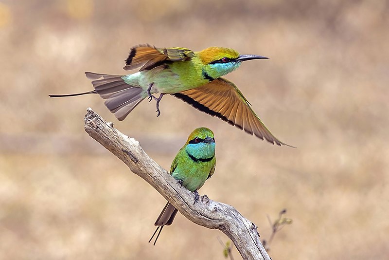 File:Green bee-eaters (Merops orientalis ceylonicus) hunt 3.jpg