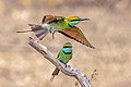 Green bee-eaters (Merops orientalis ceylonicus) hunt 3.jpg