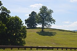 Greenfield плантациясы hilltop.jpg