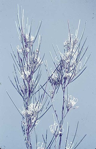 <i>Grevillea acacioides</i> Species of shrub in the family Proteaceae endemic to Western Australia