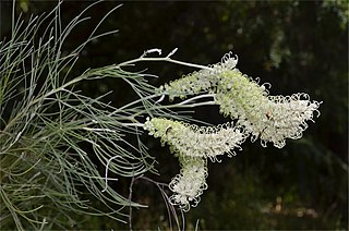 <i>Grevillea albiflora</i> Species of shrub in the family Proteaceae native to Australia