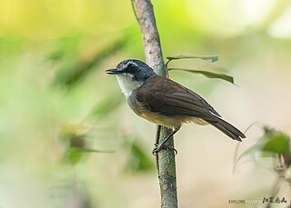 <span class="mw-page-title-main">Grey-breasted babbler</span> Species of bird