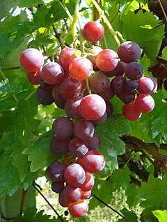 Cardinal (grape) table grape cultivar