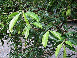 HK Aquilaria sinensis Leaves.JPG